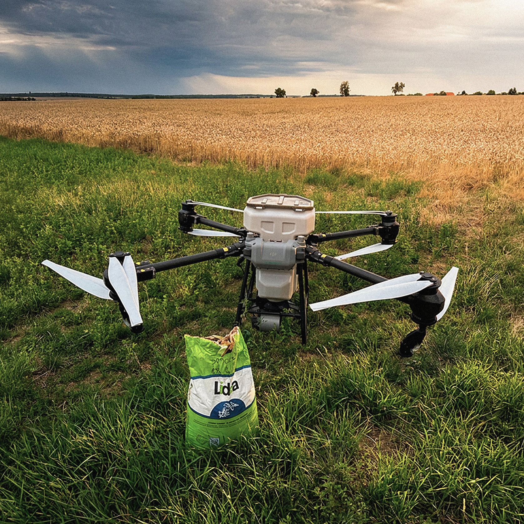 Výsev meziplodin dronem do stojícího porostu před sklizní